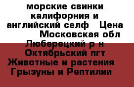 морские свинки калифорния и английский селф › Цена ­ 1 000 - Московская обл., Люберецкий р-н, Октябрьский пгт Животные и растения » Грызуны и Рептилии   